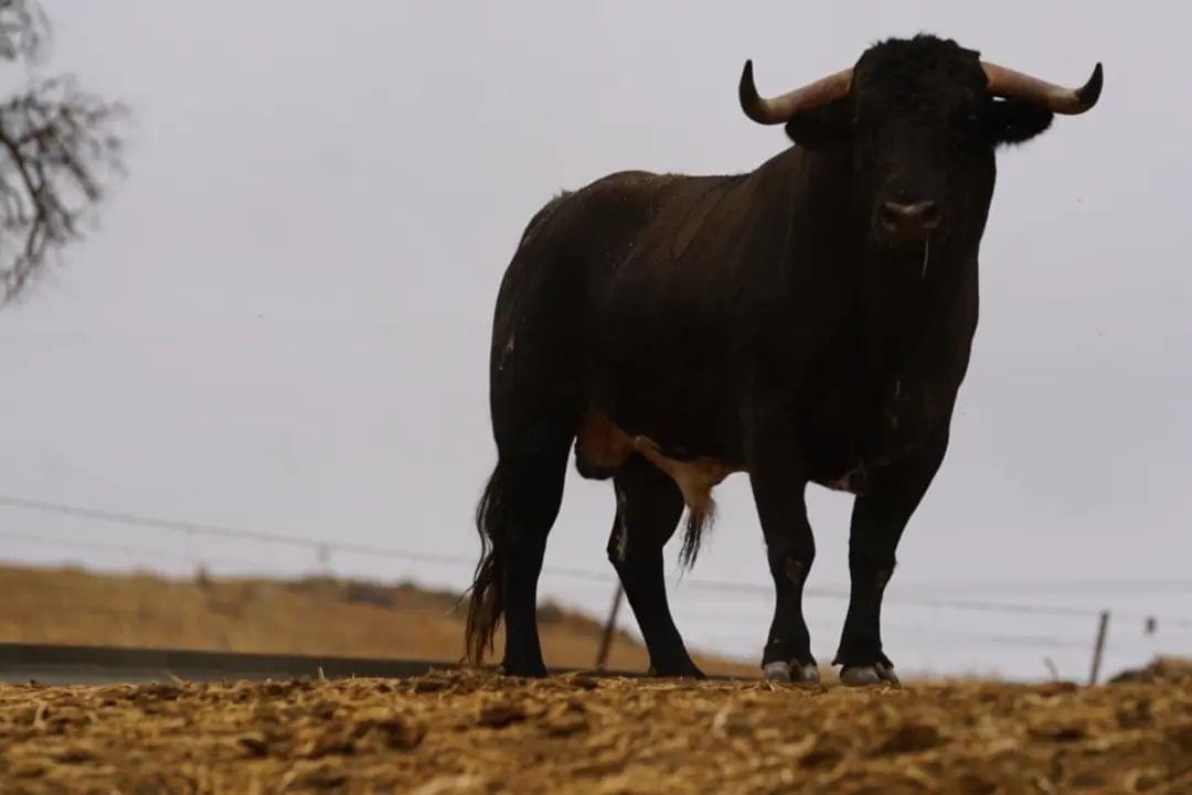 Toro bravo español